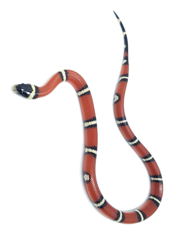 Lampropeltis t. nelsoni. Falsa coral de Nelson. Doble Hetero Applegate Albino. Hembra ♀_"SNAKEROOM Serpentarium"