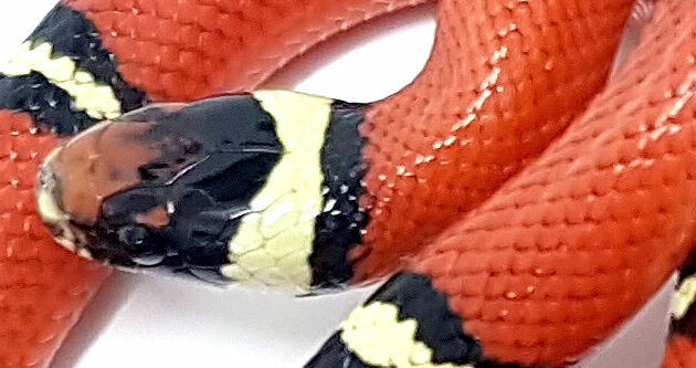 "SNAKEROOM Serpenterium" Lampropeltis t. sinaloe. Falsa coral de Sinaloa. Localidad Cosala. Macho ♂ "SNAKEROOM Serpentarium"