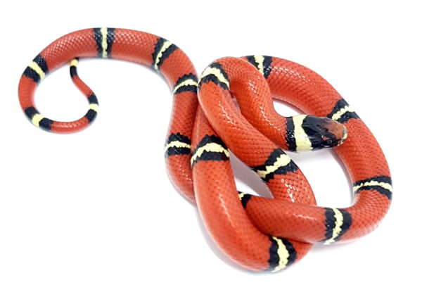 Lampropeltis t. sinaloe. Falsa coral de Sinaloa. Localidad Cosala. Macho ♂ "SNAKEROOM Serpentarium"