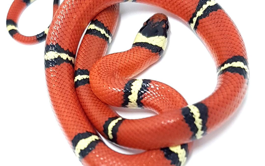 Lampropeltis t. sinaloe. Falsa coral de Sinaloa. Localidad Cosala. Macho ♂_ 2023/325
