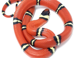 Lampropeltis t. sinaloe. Falsa coral de Sinaloa. Localidad Cosala. Macho ♂ "SNAKEROOM Serpentarium"