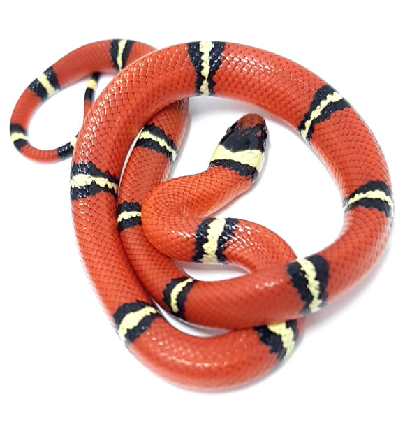 Lampropeltis t. sinaloe. Falsa coral de Sinaloa. Localidad Cosala. Macho ♂ "SNAKEROOM Serpentarium"