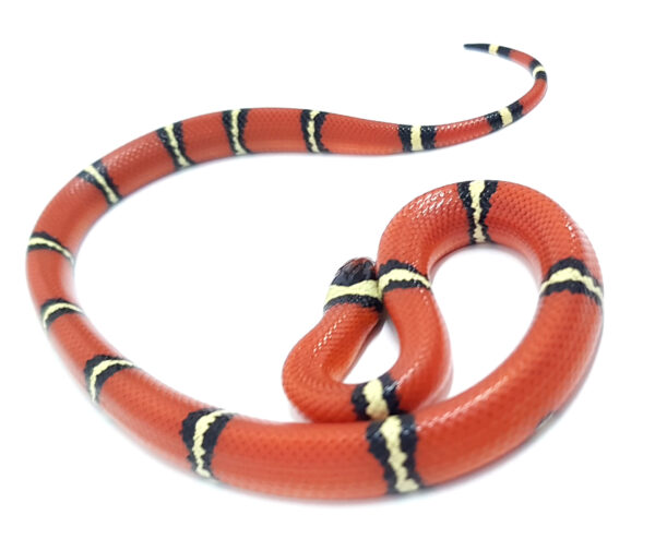 Lampropeltis t. sinaloe. Falsa coral de Sinaloa. Localidad Cosala. Macho ♂ "SNAKEROOM Serpentarium"