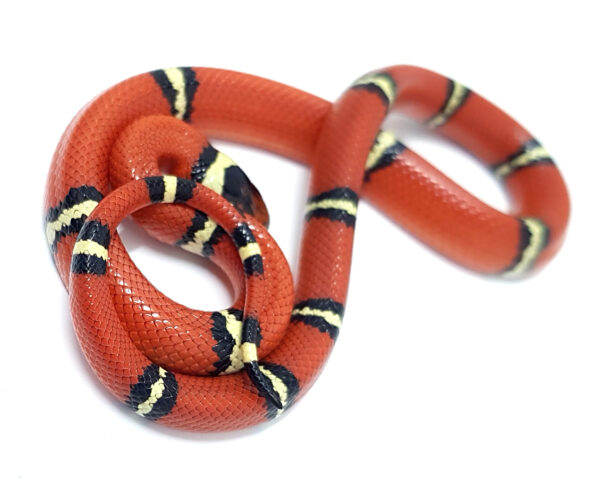 Lampropeltis t. sinaloe. Falsa coral de Sinaloa. Localidad Cosala. Macho ♂ "SNAKEROOM Serpentarium"