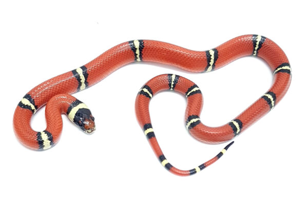 Lampropeltis t. sinaloe. Falsa coral de Sinaloa. Localidad Cosala. Macho ♂ "SNAKEROOM Serpentarium"