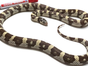 Lampropeltis californiae. Serpiente Rey de California. Dessert_Macho ♂_ "SNAKEROOM Serpentarium"