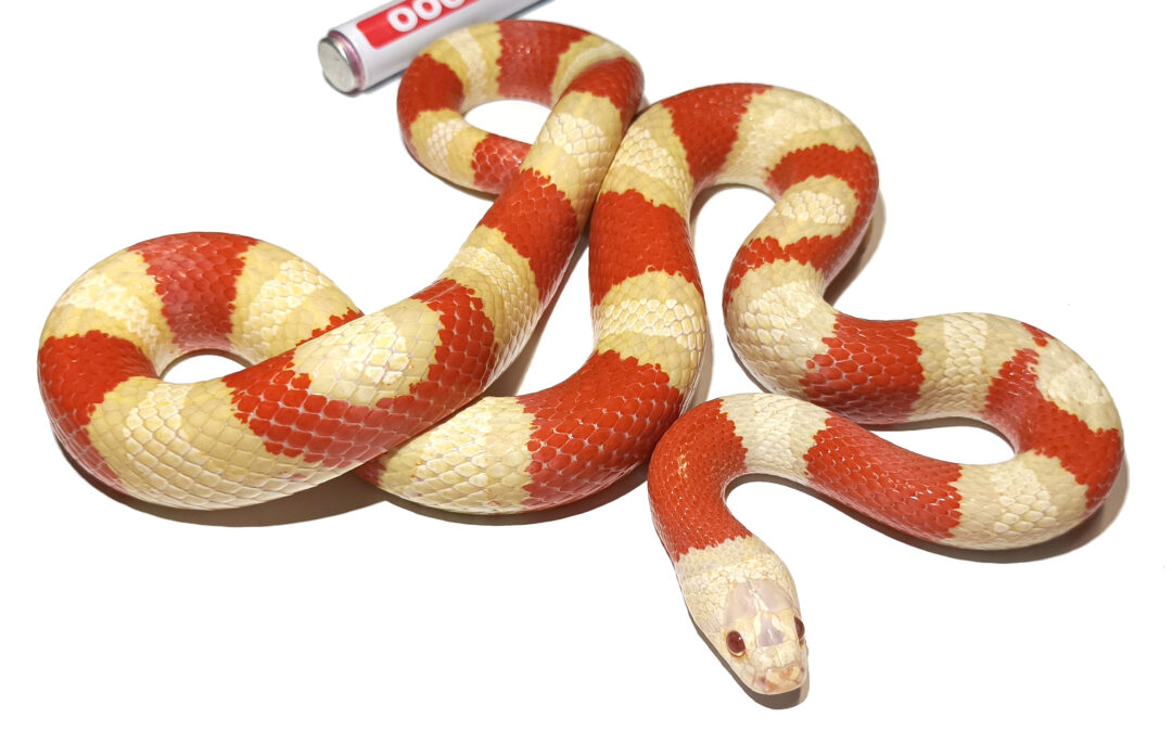 Hibrido lampropeltis alterna albino (albino sangre Ruthveni)_ Macho ♂_2019/025