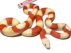 Lampropeltis leonis. Variable king Snake_ Hibrido alterna albino (Albino sangre Ruthveni)_ Macho ♂_"SNAKEROOM Serpentarium"