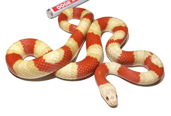 Lampropeltis leonis. Variable king Snake_ Hibrido alterna albino (Albino sangre Ruthveni)_ Macho ♂_"SNAKEROOM Serpentarium"