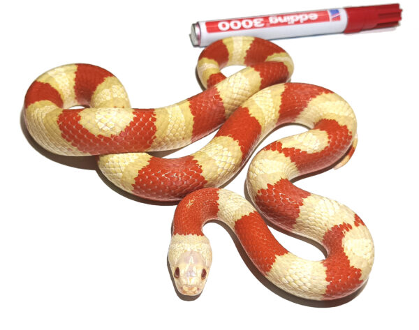 Lampropeltis leonis. Variable king Snake_ Hibrido alterna albino (Albino sangre Ruthveni)_ Macho ♂_"SNAKEROOM Serpentarium"