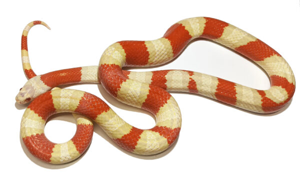Lampropeltis leonis. Variable king Snake_ Hibrido alterna albino (Albino sangre Ruthveni)_ Macho ♂_"SNAKEROOM Serpentarium"