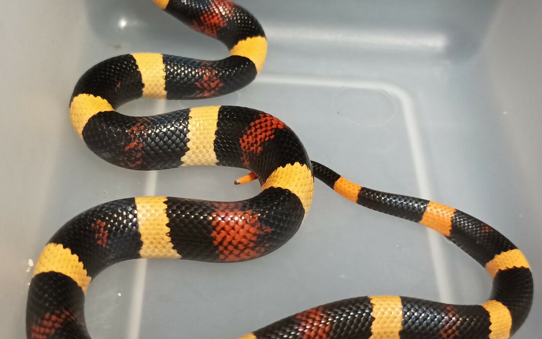 Lampropeltis triangulum campbelli «Falsa coral de Puebla». Macho ♂