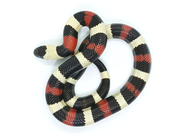 Lampropeltis t. campbelli