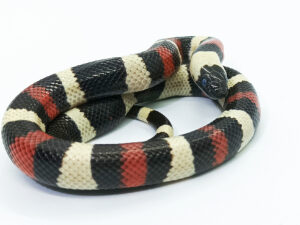 Lampropeltis t. campbelli