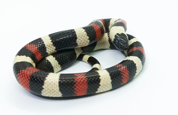 Lampropeltis t. campbelli