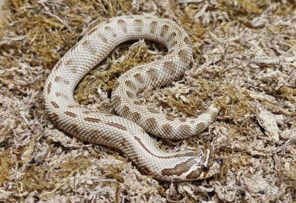 Heterodon nasicus. Serpiente hocico de cerdo_ Conda Striped 66% albino 50% snow. Hembra ♀- 006/2023