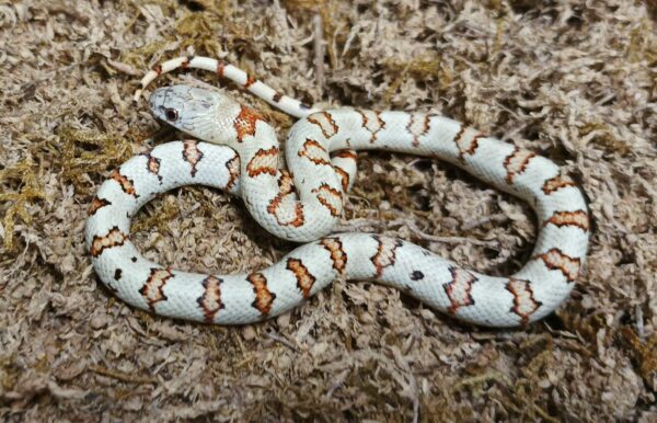 Lampropeltis leonis. Variable king Snake. Yellow phase - Macho ♂ 058-2023