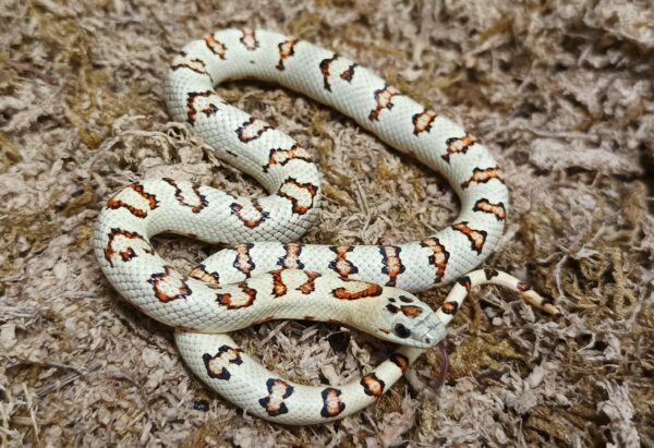 Lampropeltis leonis. Variable king Snake. Yellow phase - Hembra ♀ 062-2023