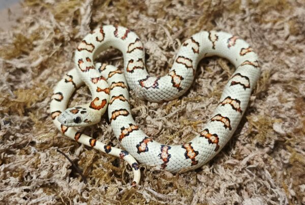 Lampropeltis leonis. Variable king Snake. Yellow phase - Hembra ♀ 062-2023