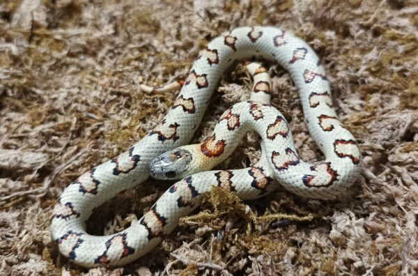 Lampropeltis leonis. Variable king Snake. Yellow phase - Hembra ♀ 067-2023