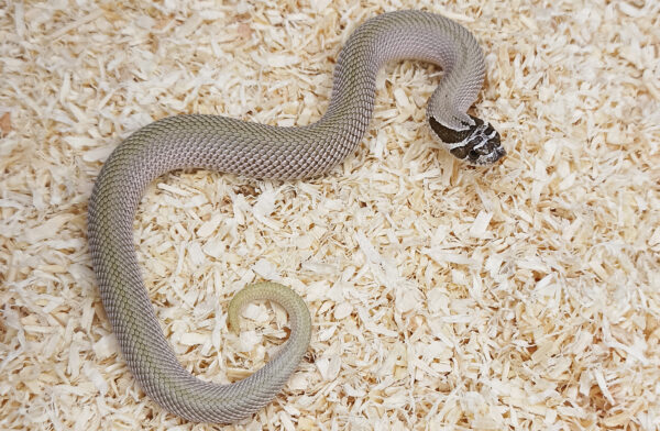 20.2-Heterodon-nasicus.-Serpiente-hocico-de-cerdo.-Superconda-macho