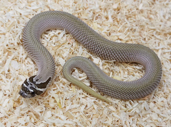 20.3-Heterodon-nasicus.-Serpiente-hocico-de-cerdo.-Superconda-macho