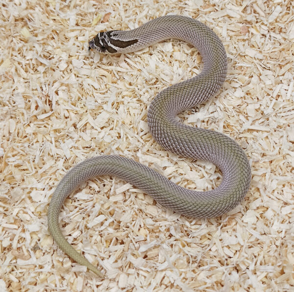 20.4-Heterodon-nasicus.-Serpiente-hocico-de-cerdo.-Superconda-macho