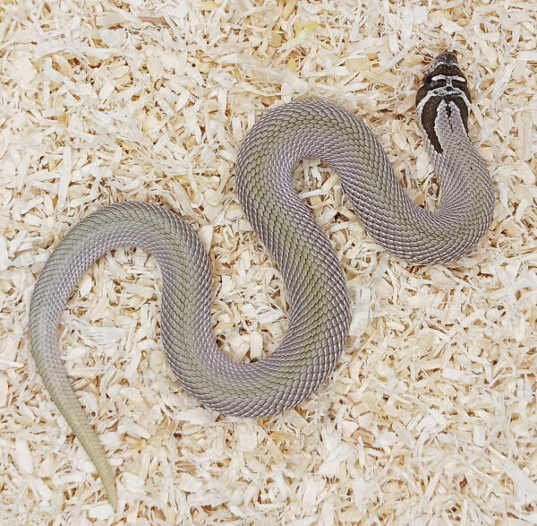 20.5-Heterodon-nasicus.-Serpiente-hocico-de-cerdo.-Superconda-macho