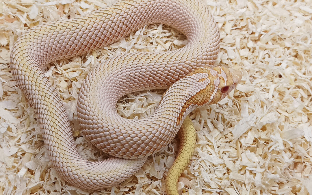 Heterodon nasicus. Serpiente hocico de cerdo. Super Anaconda Albino. Macho ♂ – 24/021