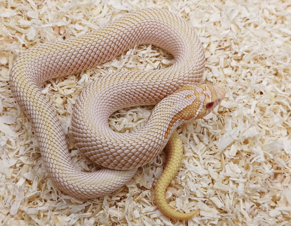 Heterodon-nasicus.-Serpiente-hocico-de-cerdo.-Superconda-albina-macho
