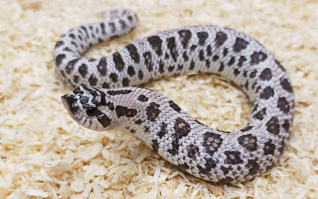 Heterodon nasicus. Serpiente hocico de cerdo. Super Arctic dwarf 66% het lavender. Hembra ♀ – 24/022