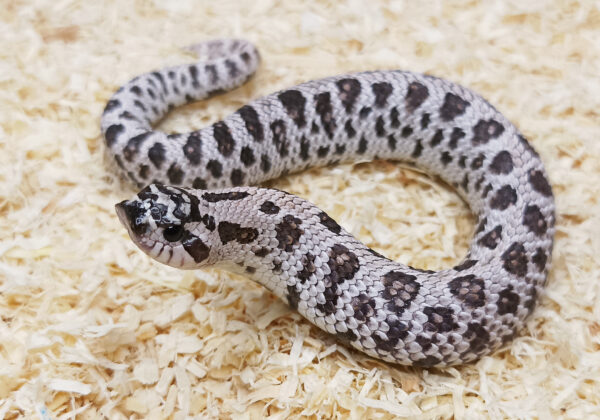 Heterodon-nasicus.-Serpiente-hocico-de-cerdo.-Superarctic-hembra