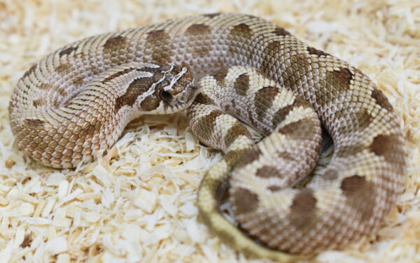 7.1 0265 Heterodon nasicus. Serpiente hocico de cerdo. Anaconda 50% het TOXIC (axantic+tofebelly) Hembra ♀