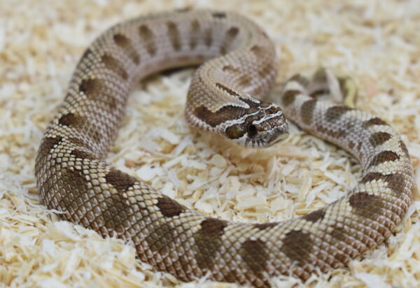 7.3 0260 Heterodon nasicus. Serpiente hocico de cerdo. Anaconda 50% het TOXIC (axantic+tofebelly) Hembra ♀