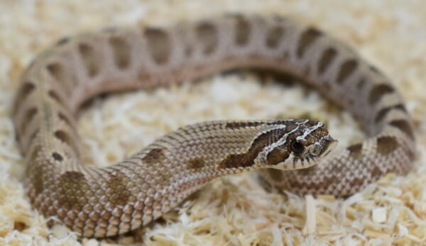 7.4 0249 Heterodon nasicus. Serpiente hocico de cerdo. Anaconda 50% het TOXIC (axantic+tofebelly) Hembra ♀