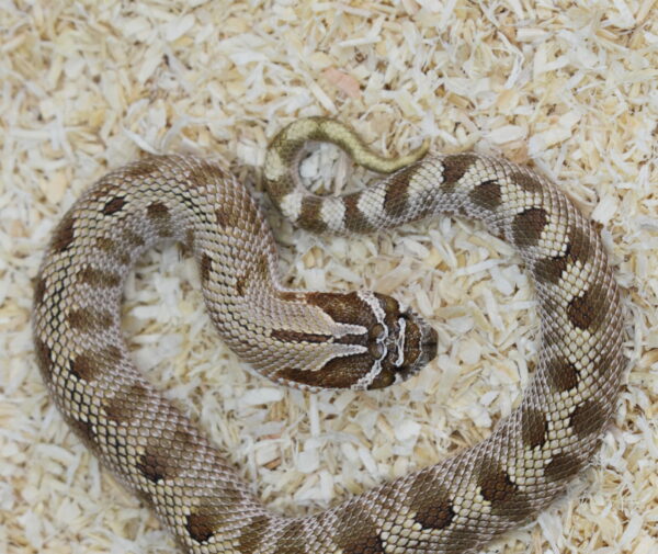 7.5 0261 Heterodon nasicus. Serpiente hocico de cerdo. Anaconda 50% het TOXIC (axantic+tofebelly) Hembra ♀