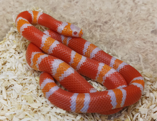 Lampropeltis t. hondurensis. Falsa coral de Honduras. Albina tangerina 50% het. snow. Hembra ♀ HD-24/001